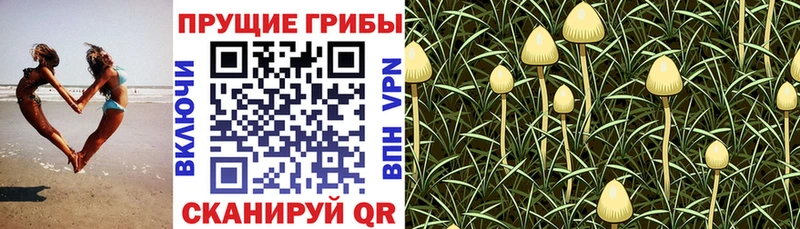blacksprut tor Бугульма Галлюциногенные грибы Magic Shrooms