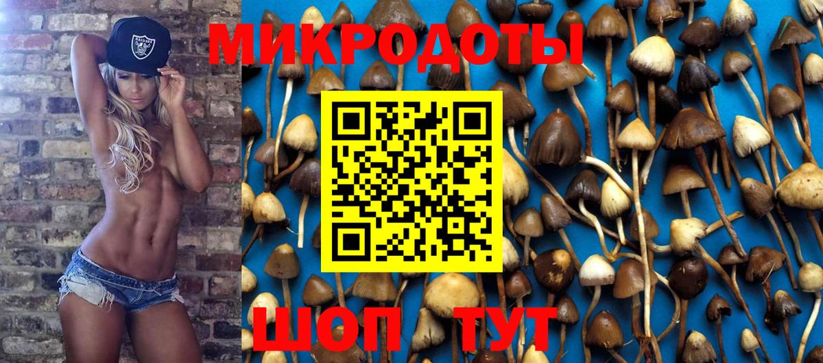 как найти   Бугульма  Галлюциногенные грибы Psilocybine cubensis 