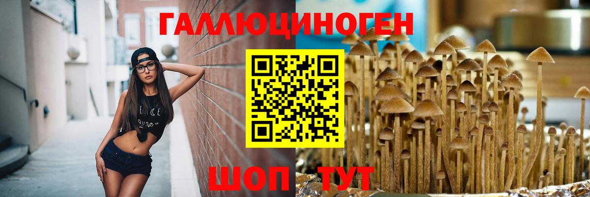 Бугульма  Псилоцибиновые грибы Cubensis  Вход с VPN 